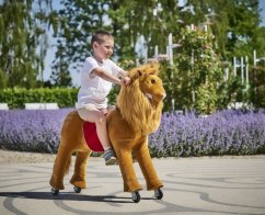 Lion Ponnie M